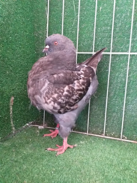 1-0 vandut - King 2020