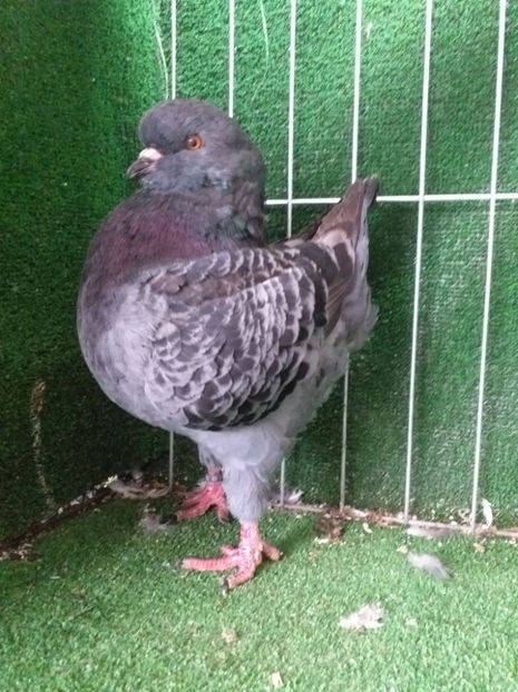 0-1 vanduta - King 2020