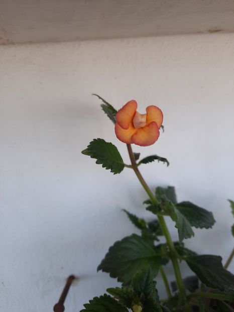  - PEACH OCHARD
