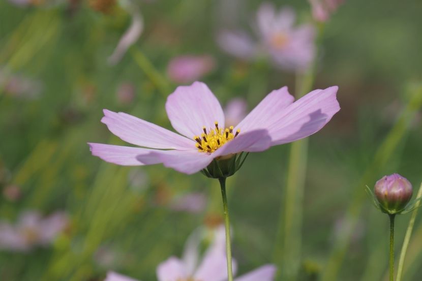 Mararita - 1 Gradina mea
