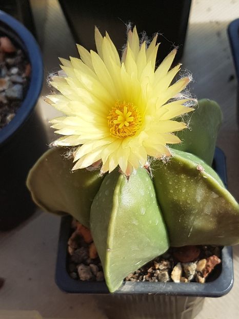 Astrophytum myriostigma nudum - Astrophytum