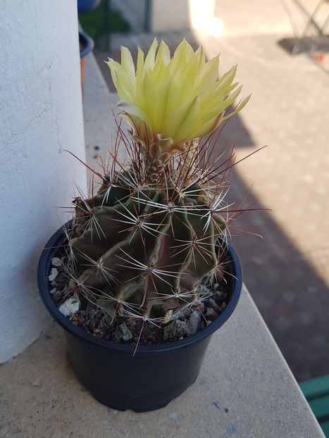 Hamatocactus setispinus - Ferocactus