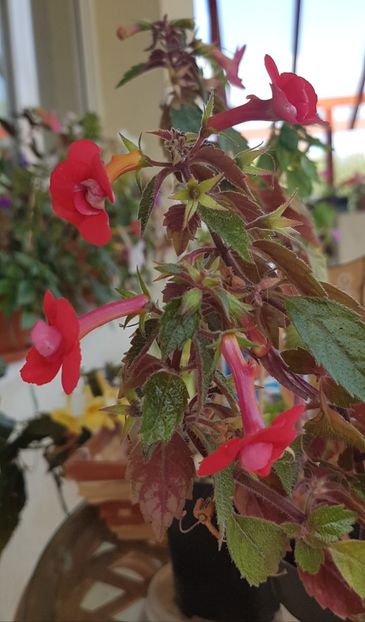 Stan's Delight-sfarsit de sezon - Achimenes 2020