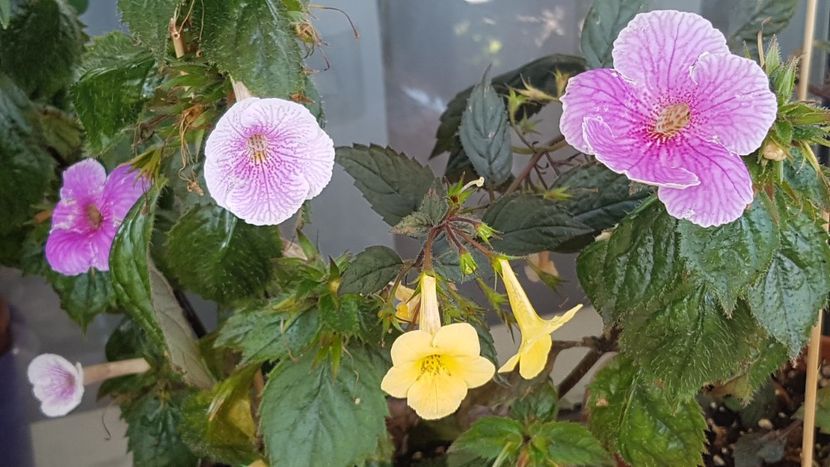 Charles Martel si Yellow Beauty - Achimenes 2020