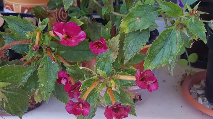 Cherry Blossom - Achimenes 2020