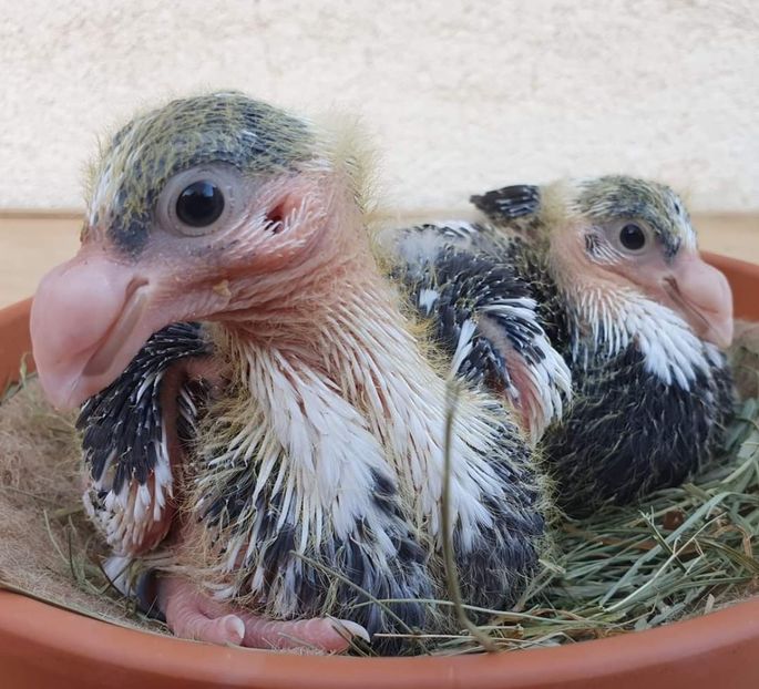 IMG-20200913-WA0014 - Pui 2020