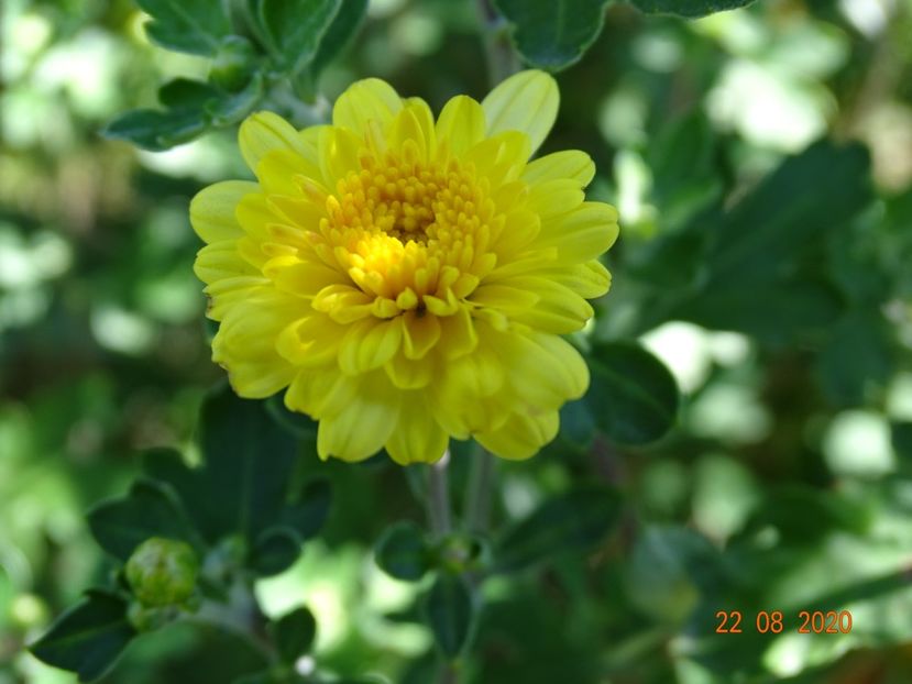 chrysanthemum Nantyderry Sunshine - Dobarland 2020 5