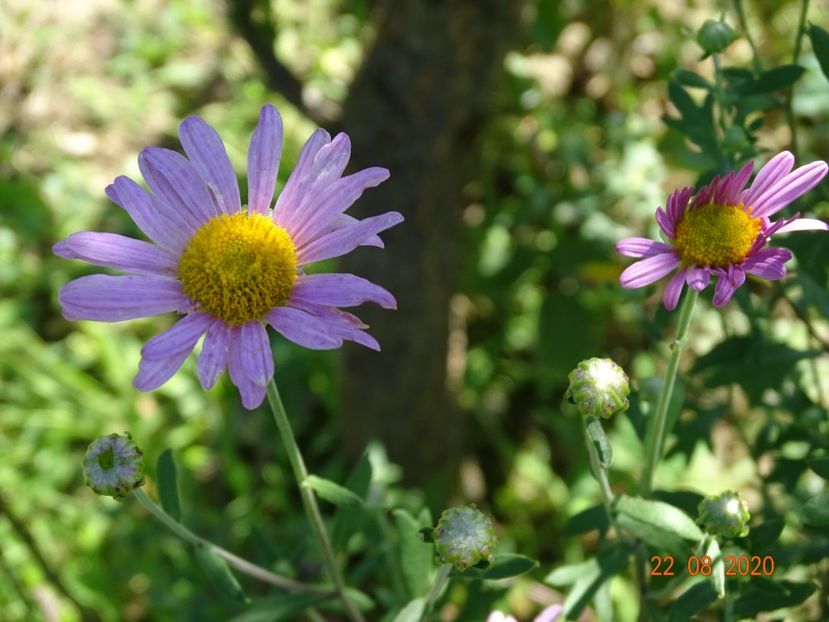 chrysanthemum Clara Curtis - Dobarland 2020 5