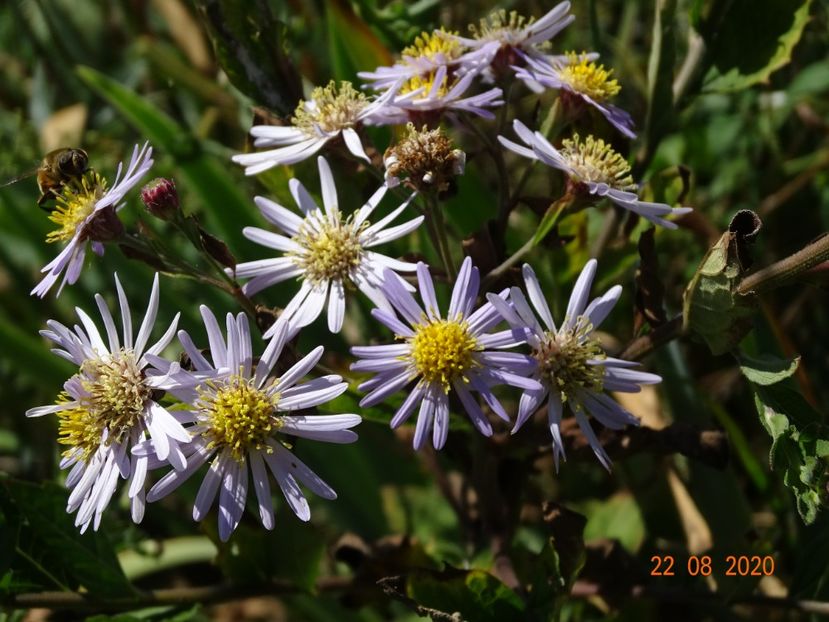 aster ageratoides Asran - Dobarland 2020 5