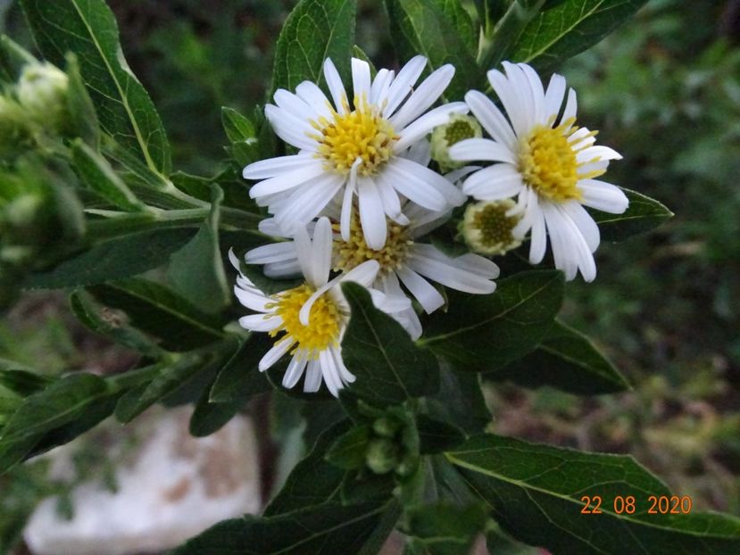 aster ageratoides Starshine - Dobarland 2020 5