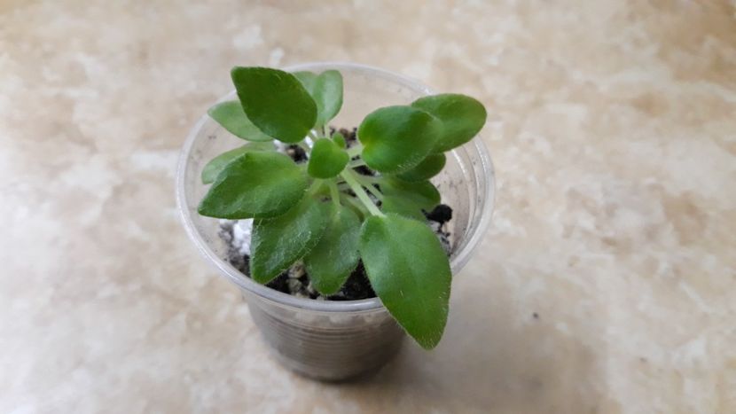  - Alan s White Feather