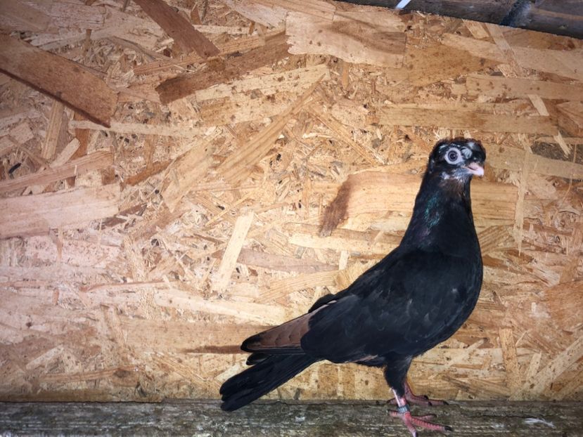  - culoare deosebită 2