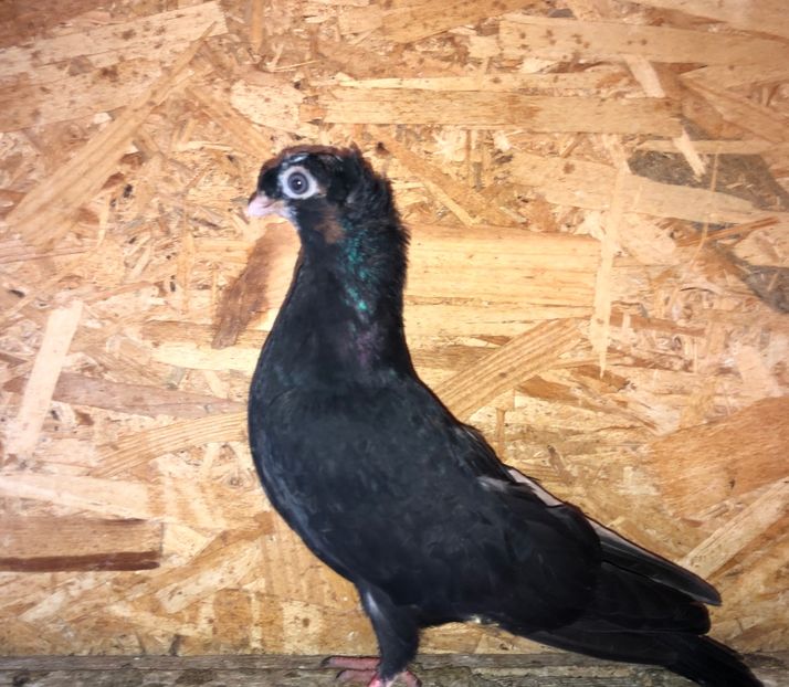  - culoare deosebită 2