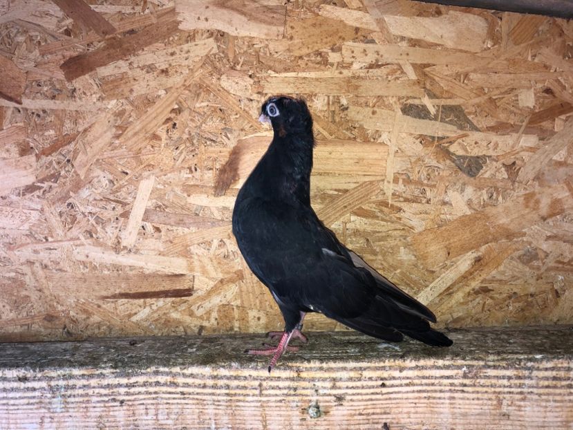  - culoare deosebită 2