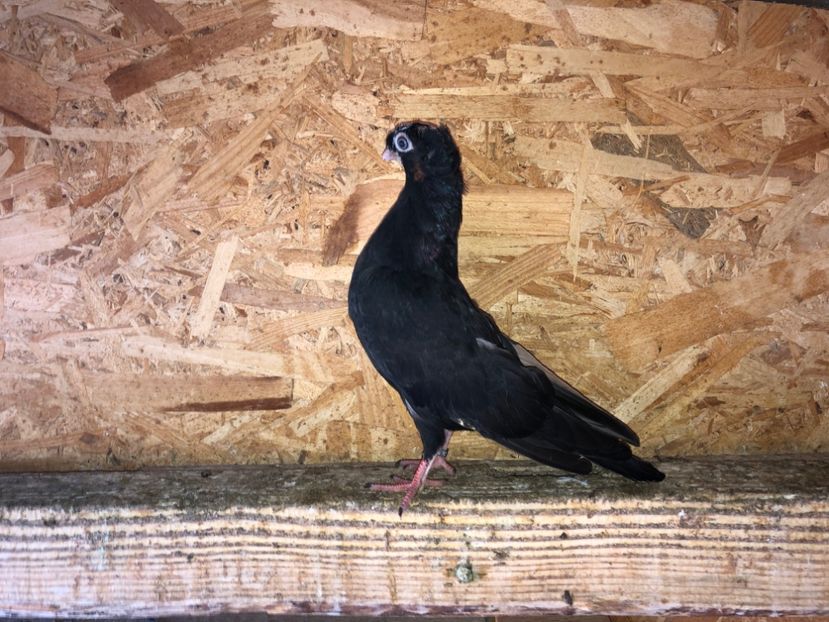  - culoare deosebită 2