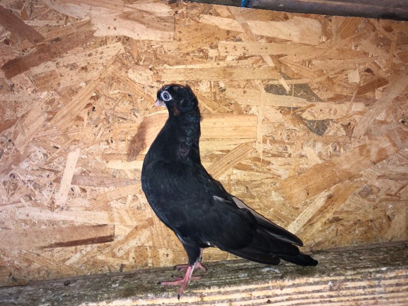  - culoare deosebită 2