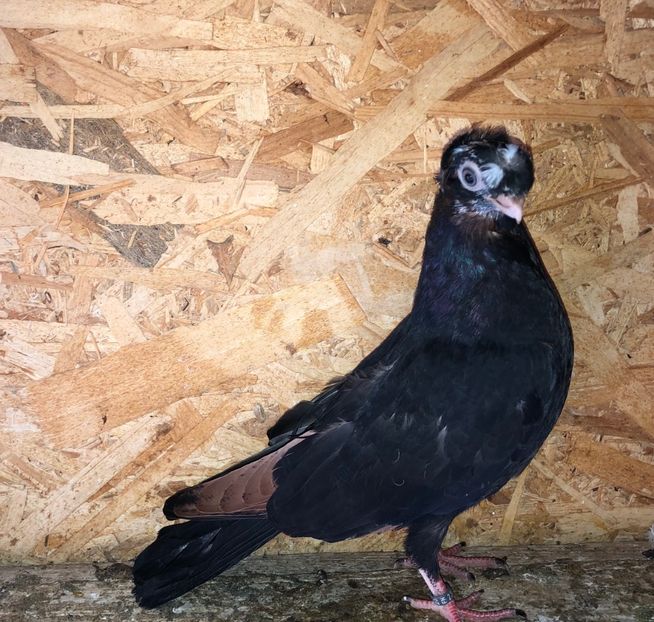  - culoare deosebită 2