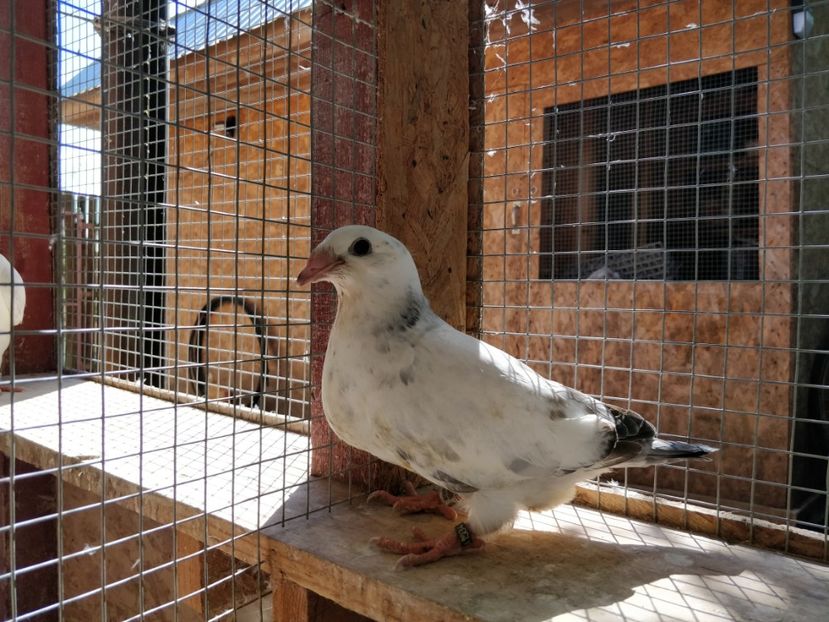  - Pui voiajor standard 2020