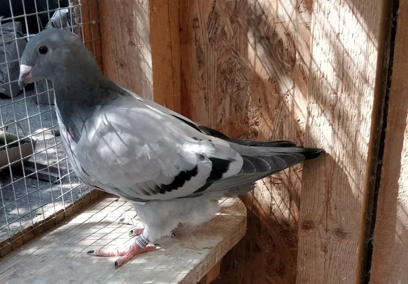  - Pui voiajor standard 2020