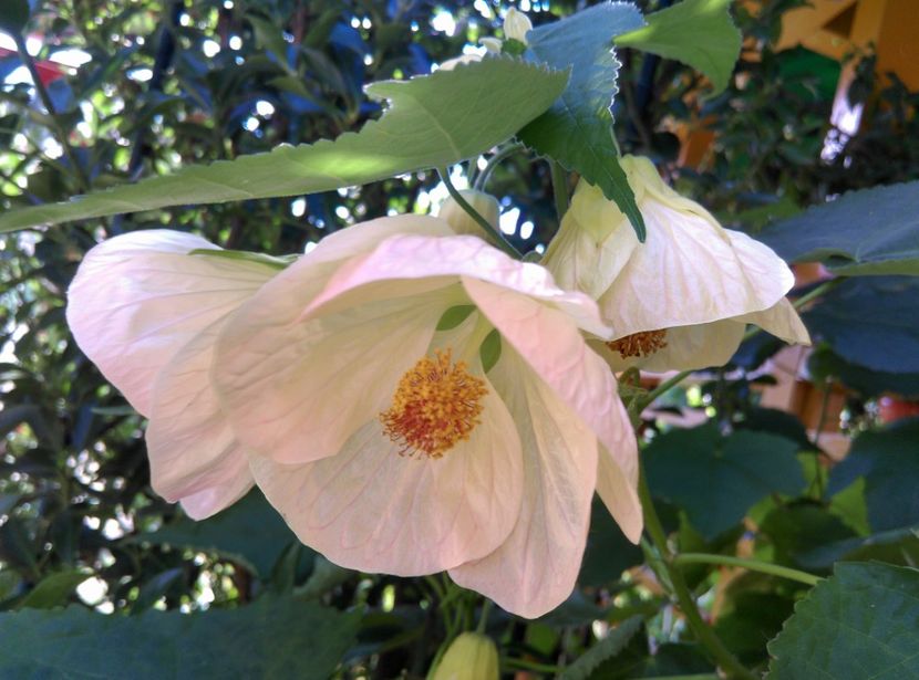  - Abutilon 2020