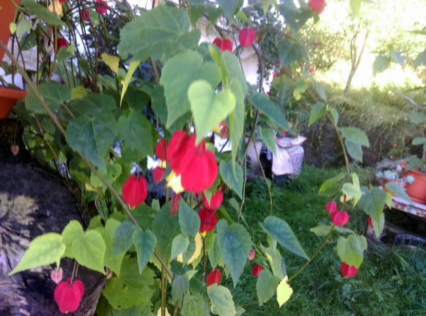  - Abutilon 2020