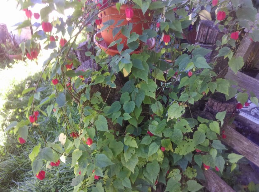  - Abutilon 2020