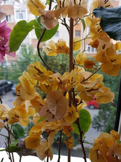  - Bougainvillea 2020