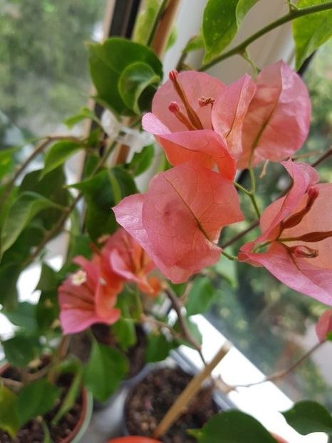  - Bougainvillea 2020