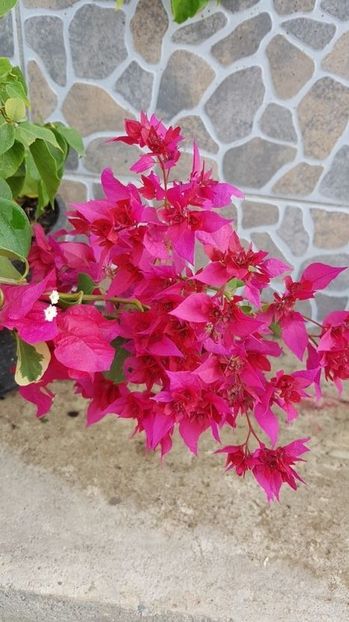  - Bougainvillea 2020