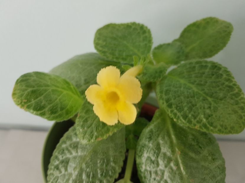  - Thad_s Yellow Bird