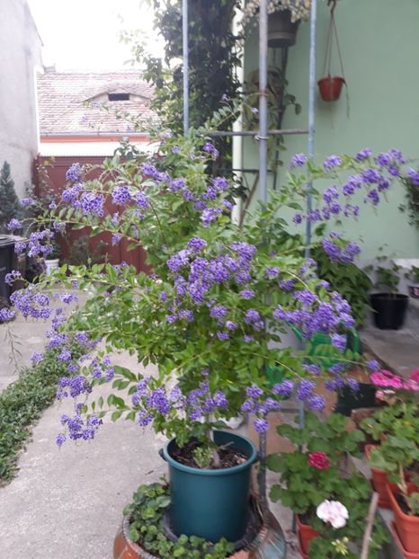 Sept.2020 - DURANTA Gheisha