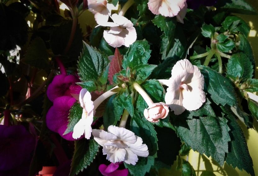  - 00017 ACHIMENES