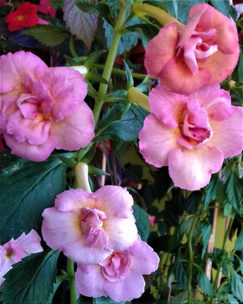  - achimenes 007 iem1985 2020