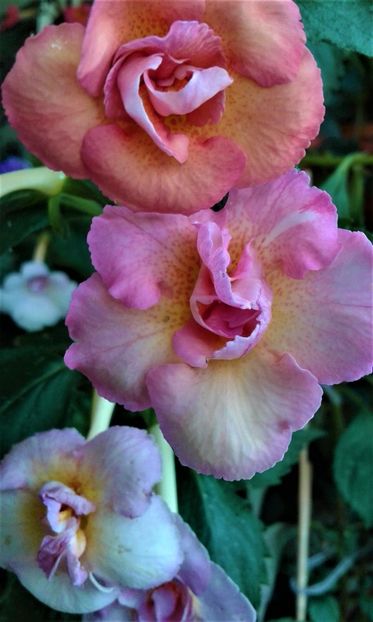  - achimenes 007 iem1985 2020