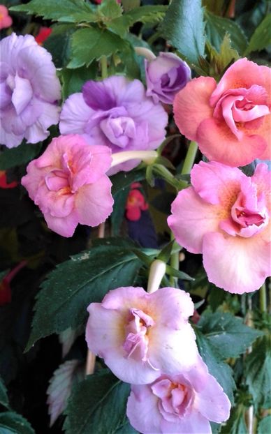  - achimenes 007 iem1985 2020