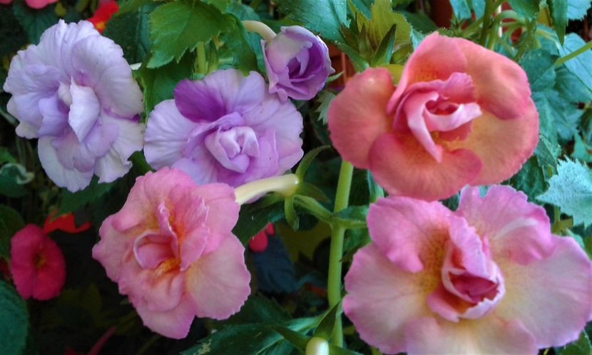  - achimenes 007 iem1985 2020