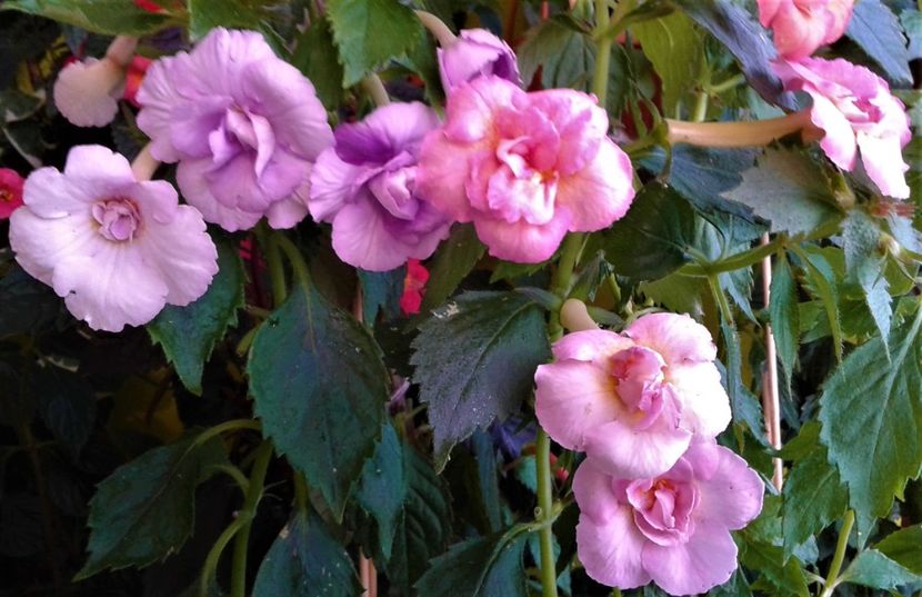  - achimenes 007 iem1985 2020