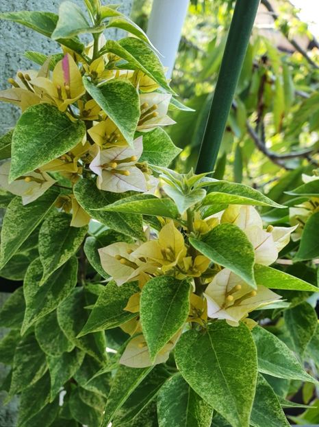  - Bouga Batik kuning