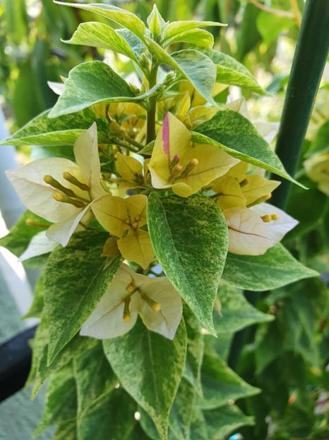  - Bouga Batik kuning