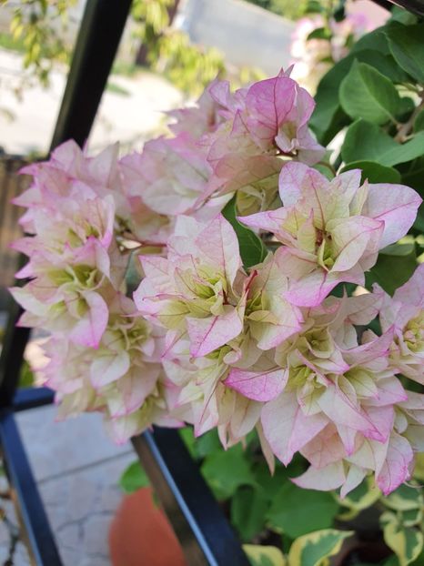  - Bouga Limberlost beauty