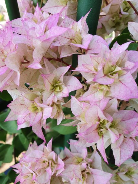  - Bouga Limberlost beauty