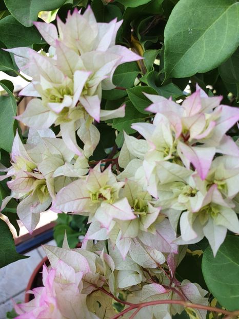  - Bouga Limberlost beauty