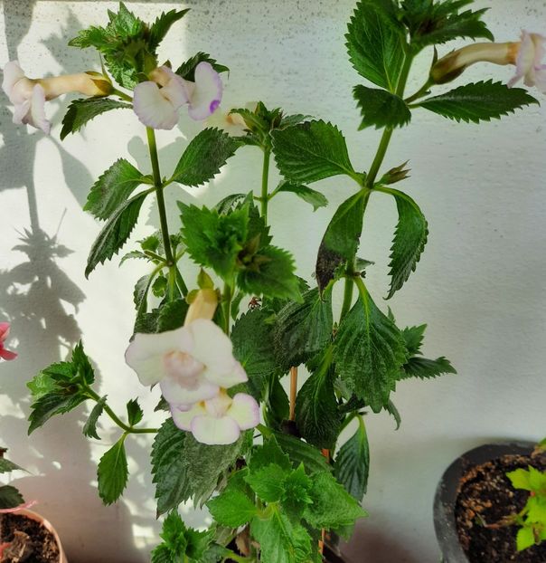 20200914_100844~2 - ICY VOLGA