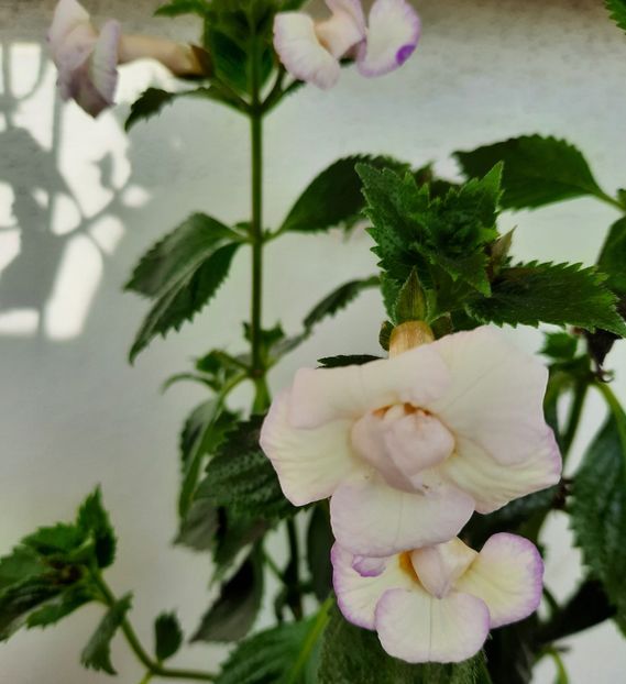 20200914_101502~2 - ICY VOLGA