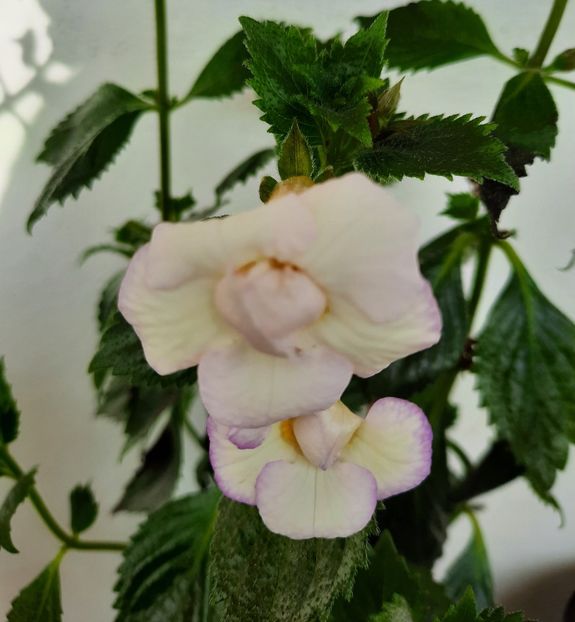 20200914_101452~2 - ICY VOLGA