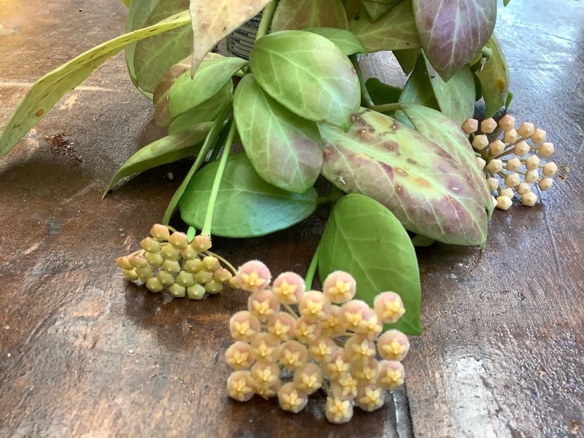 E331EAB1-FFFF-4732-85E8-F812A61E441D - Obscura