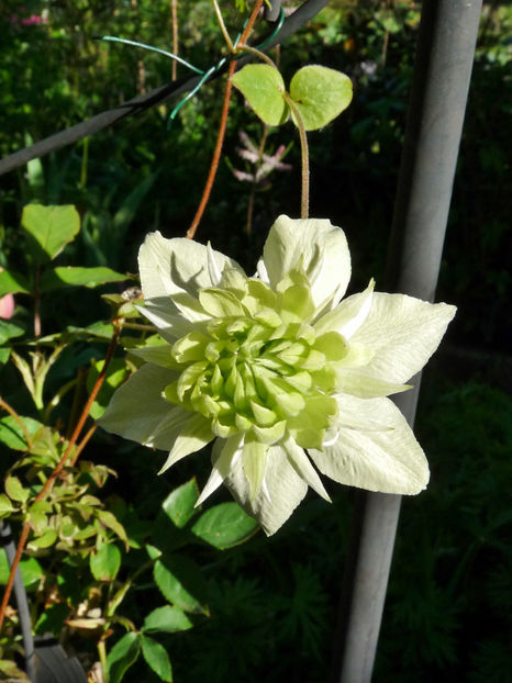  - Clematis