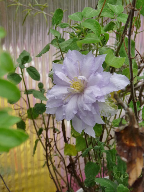  - Clematis