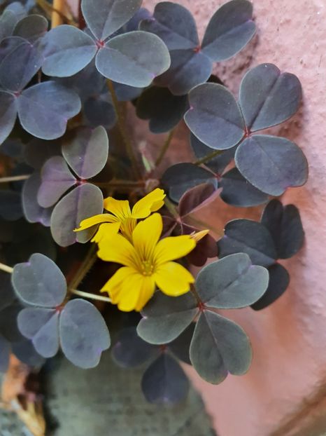  - Din grădina si alte floricele