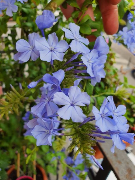  - Din grădina si alte floricele